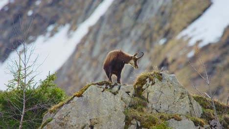 A-chamois-is-standing-proud-on-top-of-a-rock-before-eating-grass