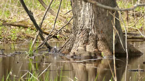 Kleiner-Grackelvogel-Planscht-Im-Wasser-Neben-Einem-Hohen-Baum