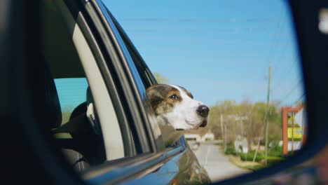 Dog-sticking-head-out-of-moving-car