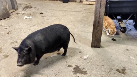 Happy-black-pig-walking-free-inside-barn-and-wagging-with-the-tail---looking-around-for-food-on-floor-with-orange-and-white-cat-passing-in-background