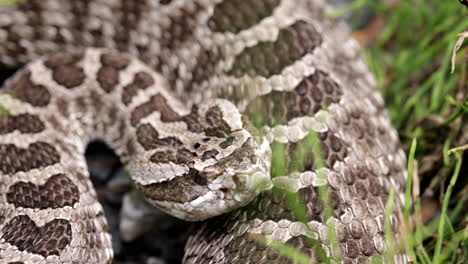 Close-up-rattlesnake-face-in-the-grass
