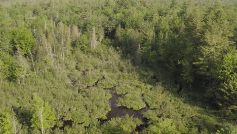 Outdoor-aerial-view-flying-over-dense-forestry-lush-wilderness