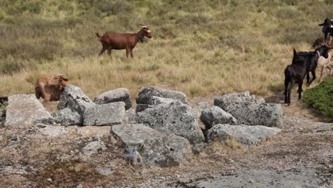 Herd-of-goats-passing-between-rocks,-Serra-da-Estrela-in-Portugal