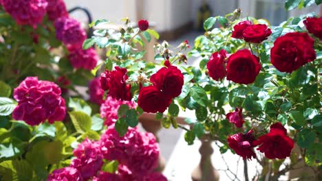 Rosas-Rojas-Y-Hortensias-Rosas-En-Arbusto,-Girando-De-Cerca