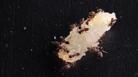 Hormigas-Comiendo-Trozos-De-Comida-En-La-Mesa-De-La-Cocina-Negra
