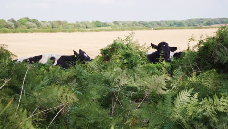 Eine-Gruppe-Schwarz-weißer-Kühe,-Die-Darum-Kämpfen,-Grüne-Pflanzen-Auf-Dem-Feld-Zu-Fressen