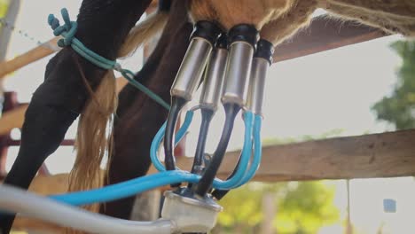 Close-up-of-Working-Milking-Machine-Suction-Tubes-Attached-to-Cows-Udder-Outdoors-in-Morning-Sunlight
