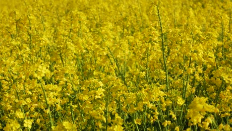 Beautiful-yellow-Rapeseed-flowers-dancing-in-the-wind--Close-up