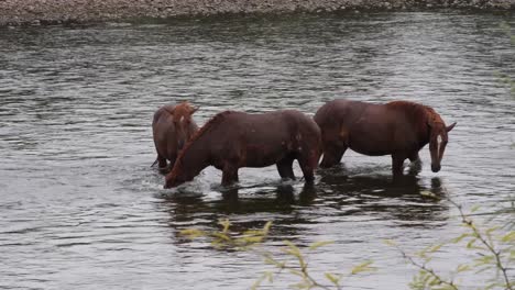 A-horse-submerges-its-head-in-the-Salt-River-with-two-other-horses-next-to-it
