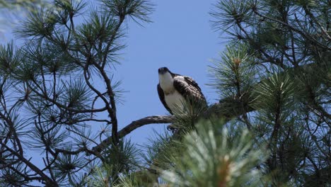 Osprey-flexes-its-wings-showing-its-strength-in-the-pine-trees