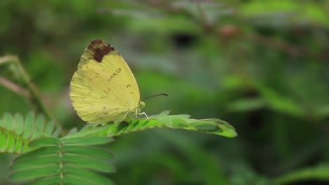 Catopsilia-scylla-Orange-Emigrant-Butterfly-Perched-On-Leaf