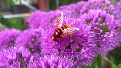 Macro-shot-of-wild-honeybee-collecting-pollen-of-purple-flowers-in-summertime