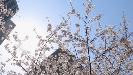Die-Kirschblüte-In-Tokio