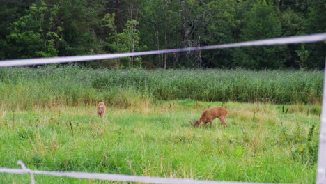 A-Couple-Of-Roe-Deer-Grazing-At-The-Green-Meadow-In-Tromoy-Island-In-Arendal-Town,-Agder-County,-Norway