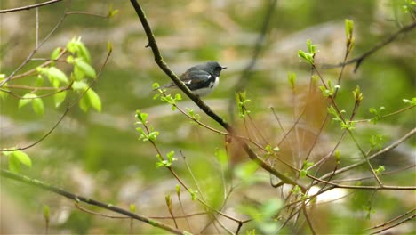 Black-throated-blue-warbler-perched-on-small-branch-of-bush,-looking-around