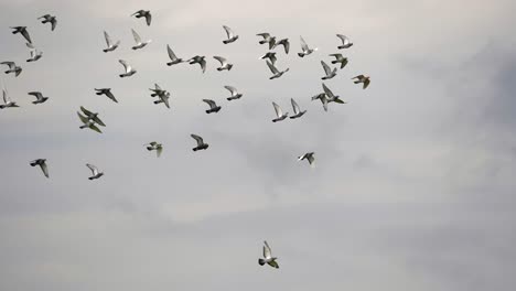 Cinematic-track-shot-of-many-pigeons-flying-in-slow-motion-against-grey-sky,4k---ornithology-in-the-sky