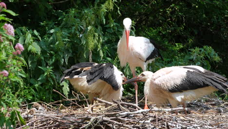 Close-up-showing-stork-family-with-young-newborn-babies-resting-in-nest-at-wilderness