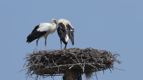 Wild-white-storks-resting-in-home-made-nest-against-blue-sky-in-summer,close-up---4K-Prores-footage---Ciconiidae-Species