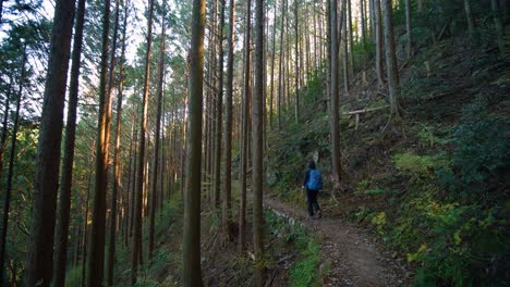 Pan,-hiker-walks-past-camera-to-follow-trail-through-forested-hillside,-Japan