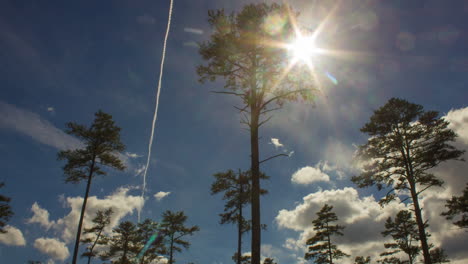 Low-Angle-Shot-Of-Beautiful-Sunlight-And-Clouds-Passing-The-Tall-Longleaf-Pine-Trees-During-Daytime-at-Duke-Forest---time-lapse