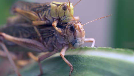 Makroaufnahme-Eines-Heuschreckenpaares,-Das-Sich-Auf-Einem-Grünen-Blatt-In-Der-Natur-Paart-Und-Paart,-4k---Detailaufnahme-Der-Locusta-Migratoria-Beim-Sex