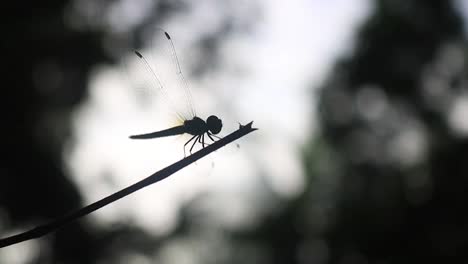 Zierliche-Libelle-Fliegt-Davon-Und-Landet-Auf-Einem-Zweig,-Im-Hintergrund-Beleuchtet-Im-Wald
