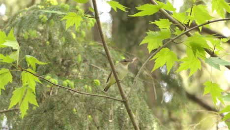 Red-eyed-vireo-bird-sitting-on-young-maple-tree-in-forest-area