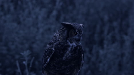 Great-horned-owl-looking-for-prey-at-night