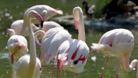 Close-up-shot-showing-group-of-pink-flamingos-cooling-in-natural-lake-during-hot-summer-day