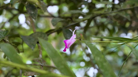 Pink-blooming-petal-of-orchid-flower-in-green-jungle-of-Ecuador-during-sunny-day---4K-portrait-shot
