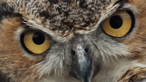 Great-horned-owl-eyes-blinking-extremely-slowly