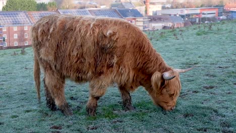 A-hungry-brown-long-haired-horned-Scottish-highland-cow-in-rural-countryside-farmland-field-eating-grass-in-Somerset,-England