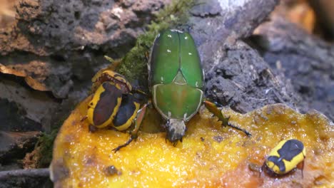 Makro-Nahaufnahme-Von-Gametis-Jucunda,-Dem-Kleineren-Grünen-Blumenkäfer-Und-Mehreren-Afrikanischen-Skarabäuskäfern,-Die-In-Der-Wildnis-Honig-Fressen