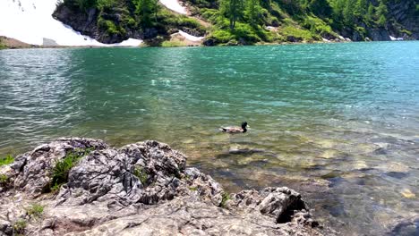Slow-motion-shot-of-wild-duck-swimming-in-ice-cold-colorful-mountain-lake-in-summer---Snow-lying-on-cliffs-in-background