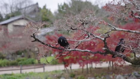 Cuervos-De-Pico-Grande-Sentados-En-Un-árbol-De-Otoño-En-Japón