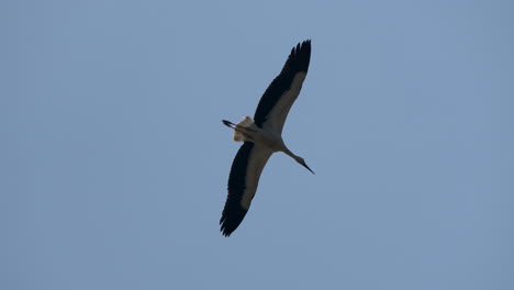Wild-Stork-soaring-in-the-air-against-blue-sky-and-sunlight,-close-up-track-shot