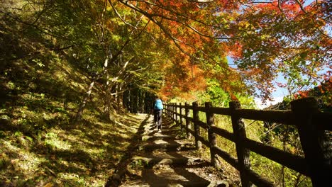 Tilt-up,-person-walks-up-stairs-under-sunlit-canopy-of-autumn-leaves
