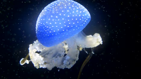 Filmische-Nahaufnahme-Einer-Majestätischen-Blauen-Qualle-Phyllorhiza-Punctata-Vor-Schwarzem-Hintergrund---Unterwasserbeleuchtung-Durch-Blinkendes-Licht