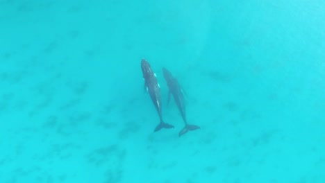 Luftdrohnenaufnahmen-Von-Buckelwalen,-Die-Gemeinsam-Durch-Das-Türkisfarbene-Wasser-Von-Cape-Naturaliste-Im-Westen-Australiens-Schwimmen