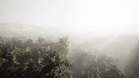 Fog-in-a-forest-at-aerial-view