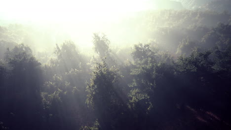 Niebla-En-Un-Bosque-A-Vista-Aérea