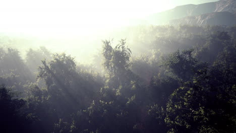 La-Niebla-Envuelve-El-Bosque-De-Montaña
