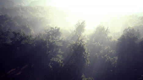 Niebla-Matutina-En-Una-Densa-Selva-Tropical