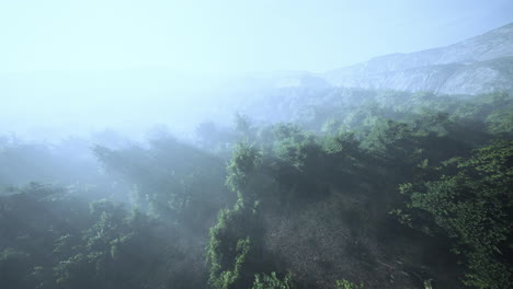Nebel-In-Einem-Wald-Aus-Der-Luft