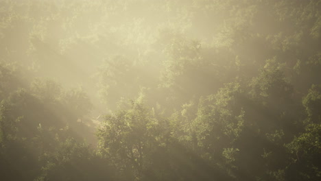 Nebel-In-Einem-Wald-Aus-Der-Luft