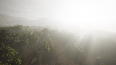 Niebla-Matutina-En-Una-Densa-Selva-Tropical