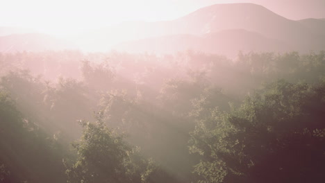 Fog-envelops-the-mountain-forest