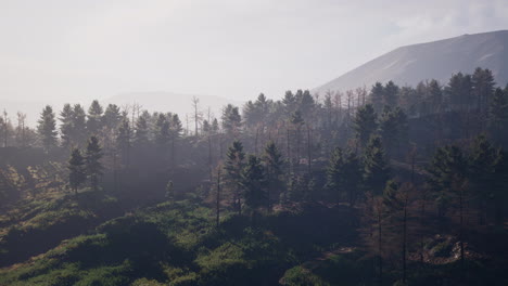 Bosque-De-Pinos-Verdes-En-La-Ladera-De-La-Montaña