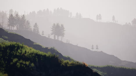 Majestuoso-Bosque-De-Montaña-Verde-Sobre-Fondo-De-Niebla