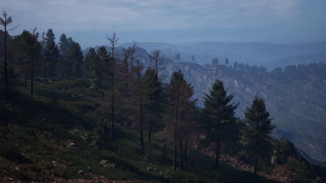 Majestuoso-Bosque-De-Montaña-Verde-Sobre-Fondo-De-Niebla
